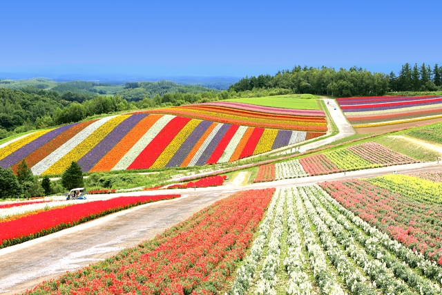 北海道富良野にある四季彩の丘。青空に映え、一面に咲く赤、黄色、紫の花々。どこまでも広がっている画像