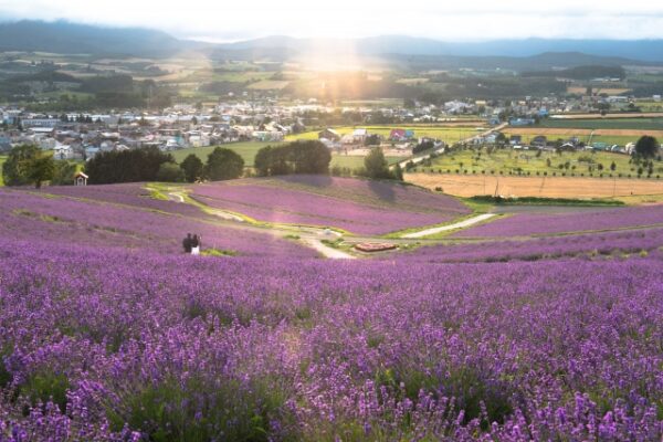朝日に輝くラベンダー畑