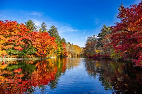 紅葉が美しい雲場池