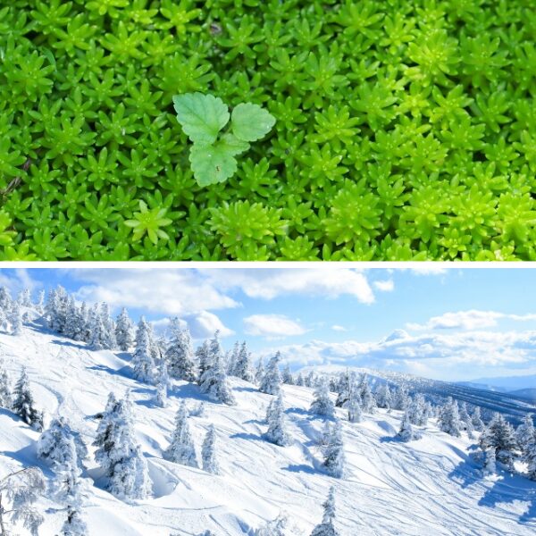 奥入瀬渓流の苔と八甲田ロープウェイの樹氷画像