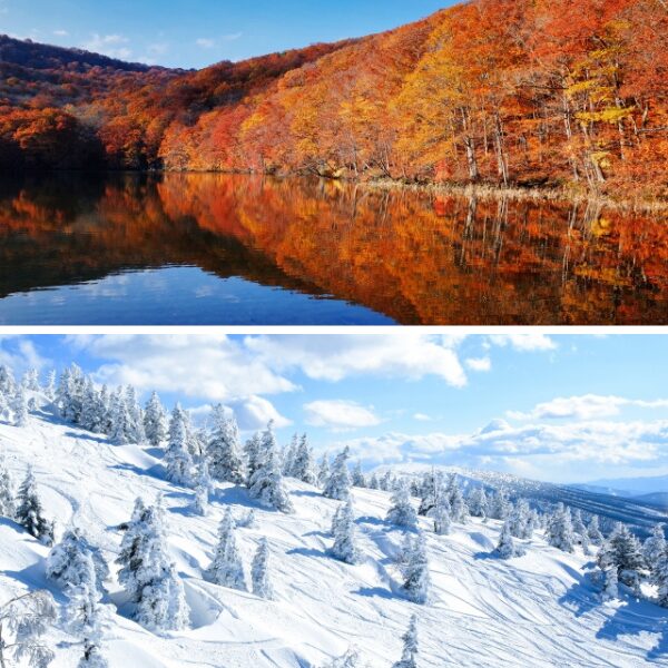 紅葉シーズンの朝日で赤く染まる蔦沼と、八甲田ロープウェーから見た雄大な景色の画像