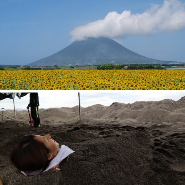 開聞岳と一面に咲いているひまわり畑の絶景と、砂むし温泉で癒される女性の画像