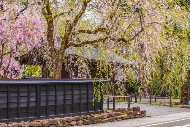 角館武家屋敷通りのしだれ桜