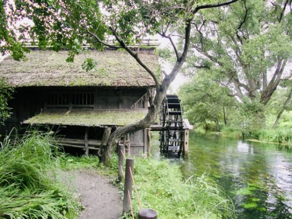 大王わさび農場の風景
