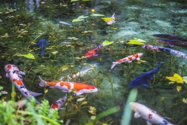 岐阜県随一のスポット。モネの池。