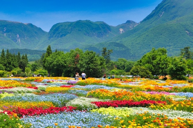 大分県竹田市にあるくじゅう花公園の色とりどりの花畑と九重連山の絶景