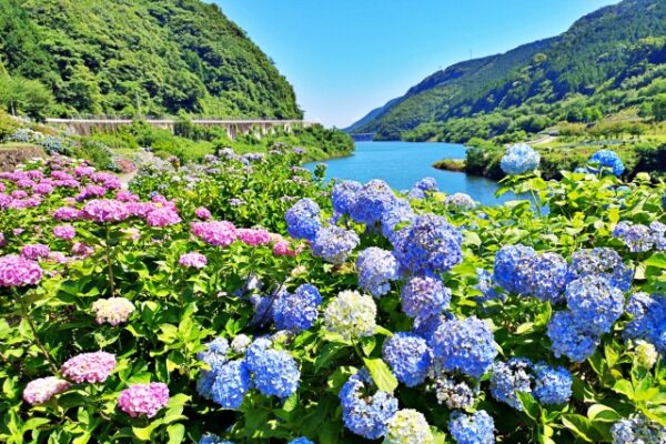佐賀県鹿島市の中木庭ダムと紫陽花の絶景
