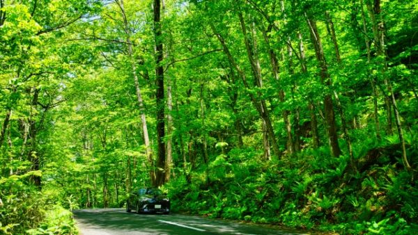 青森県の奥入瀬渓流ブナの原生林の風景