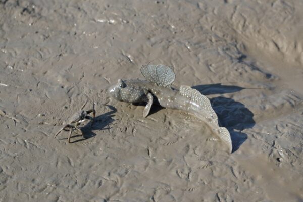 有明海にいるムツゴロウとシオマネキ