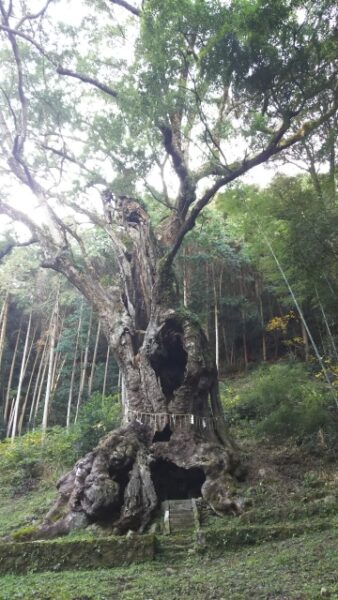 武雄神社の大楠