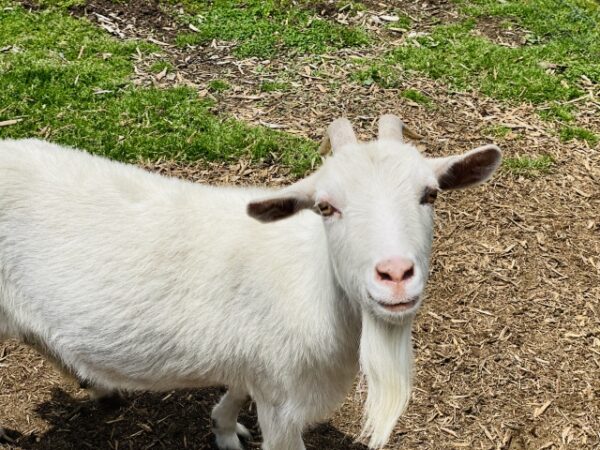 可愛いヤギ
