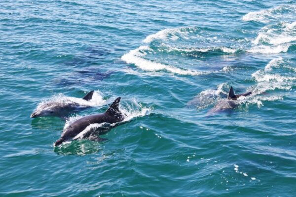 天草の癒されスポット、イルカウォッチング