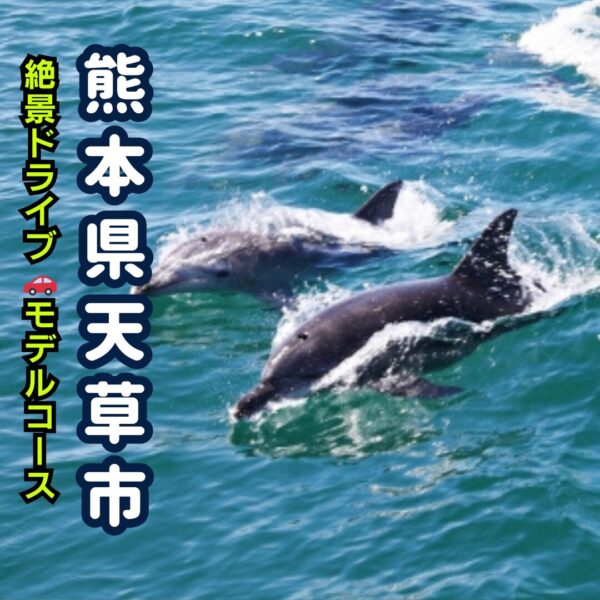 熊本県天草市のイルカウォッチングのアイキャッチ画像