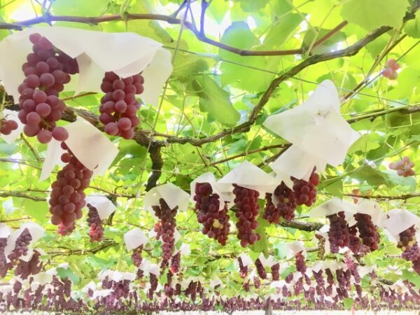 福岡県うきは市のブドウ園の風景