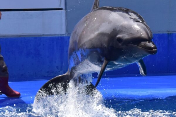 うみたまごのイルカのジャンプ!