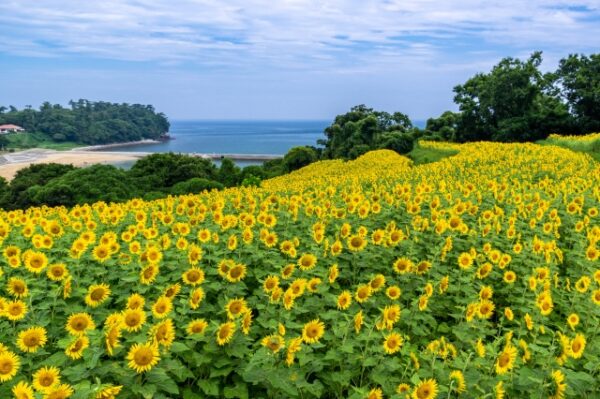 大分県豊後高田市の長崎鼻の向日葵風景