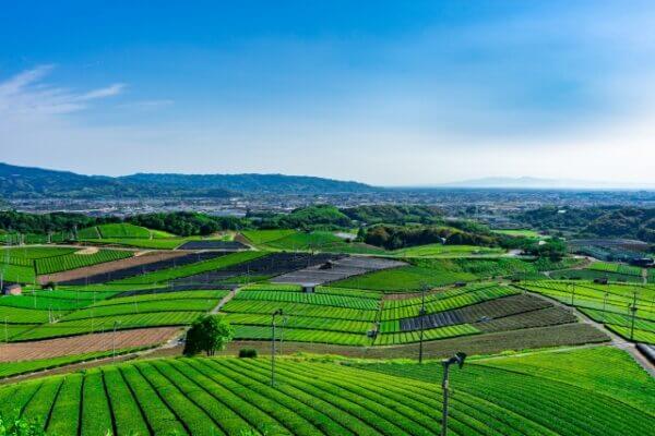 福岡県八女市に広がる八女中央大茶園の絶景